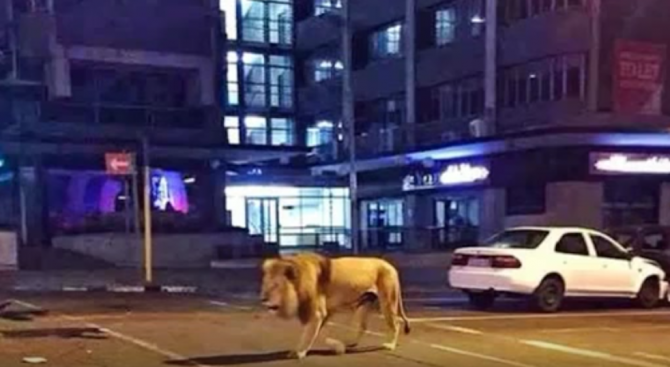 Лъв се разходи по улиците на Йоханесбург (снимка+видео)