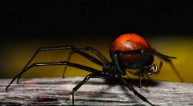 Австралиец получи най-свирепото ухапване от паяк