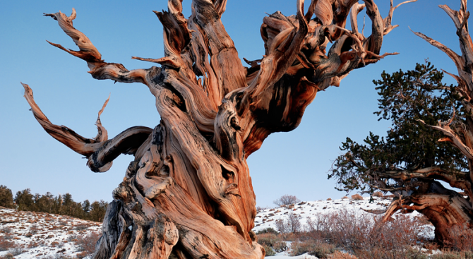 Най-старото дърво на света навършва 4847 години
