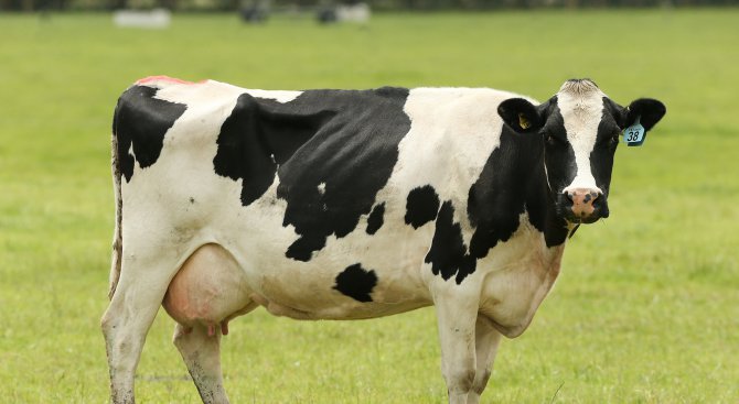 Унищожават 120 крави заради дерматид