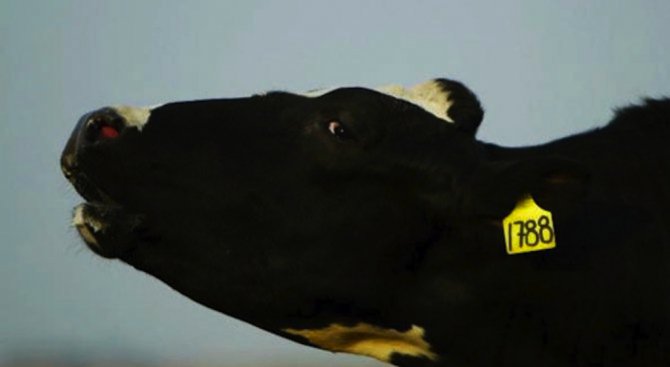 В Пернишко откриха крава, болна от нодуларен дерматит