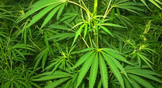 Македония легализира медицинската марихуана
