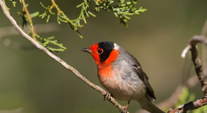 Нов вид птица се засели в парк Врачански балкан