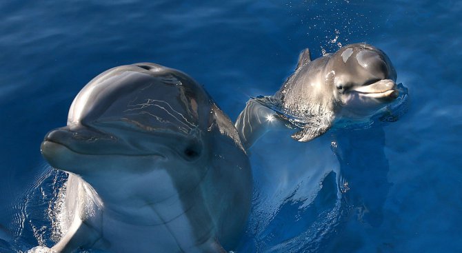 5 години затвор за убийство на делфин