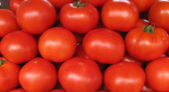 Експерт: Няма &quot;по-сладки&quot; от българските домати