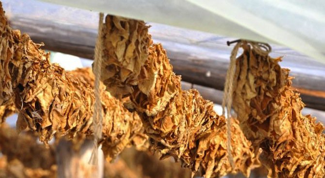 Фонд „Земеделие” изплати близо 74 млн. лева субсидия за тютюн за Кампания 2015