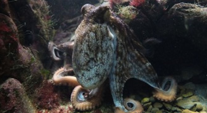 Октоподите превземат океаните