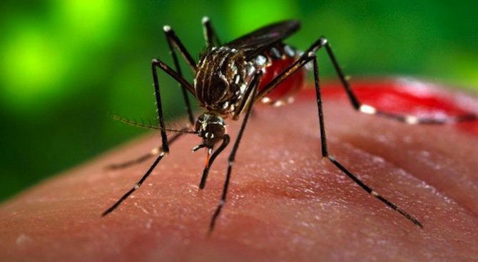 За шести път пръскат срещу комари в Пловдив