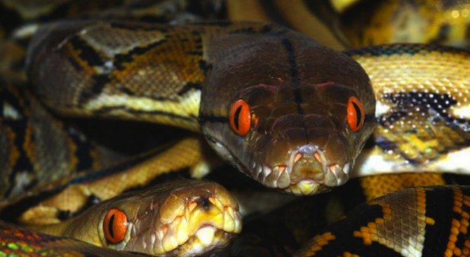 Змии пълзят на метри от детска ясла