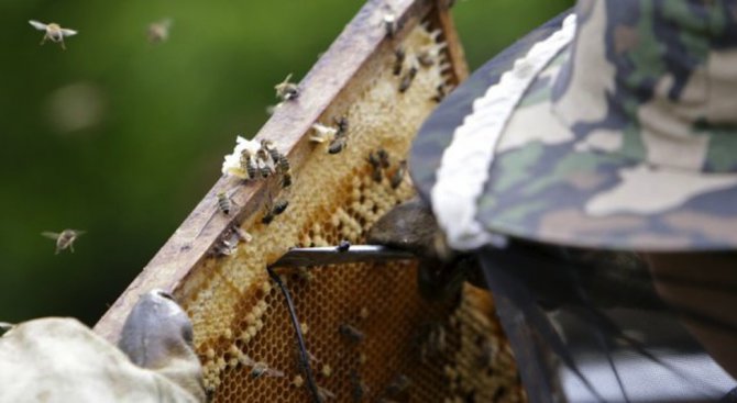 Мечка разруши 30 пчелни кошера в село Гьоврен