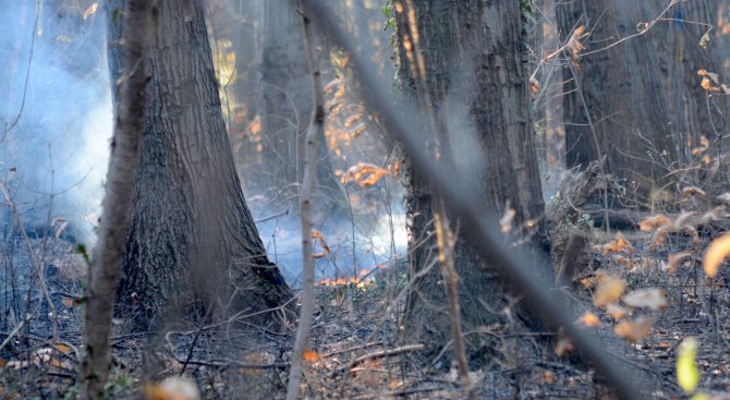 Повече умишлени пожари в горите