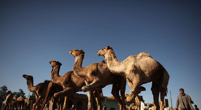 Стадо камили помля автомобил в Русия (видео)