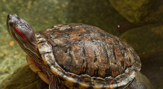 В Атанасовското езеро откриха опасна костенурка