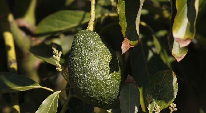 Дефицит на авокадо провокира вълна от престъпления в Нова Зеландия