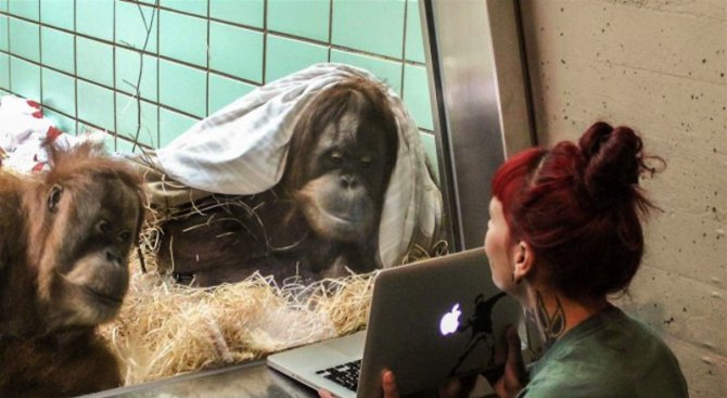 Маймуните вече намират любовта в интернет