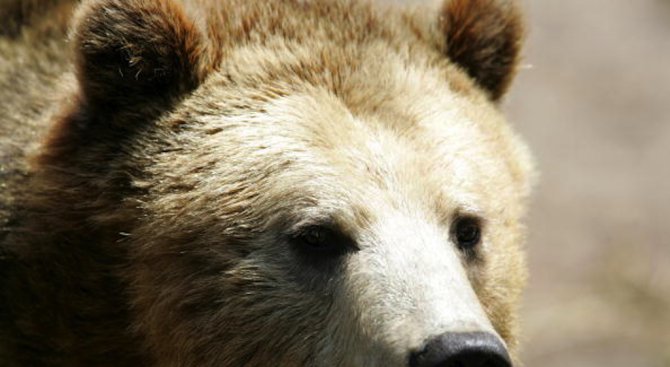 Мъж подаде жалба срещу мечка, счупила му пет кошера