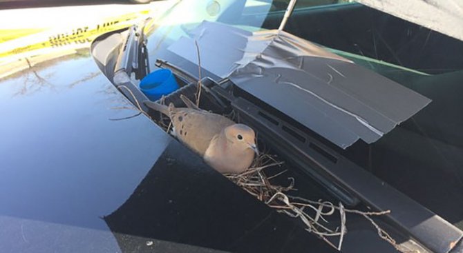 Какво се случва, когато гълъб свие гнездо върху полицейска кола