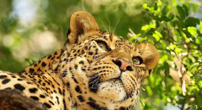 Леопард уби 12-годишно момиченце в Индия