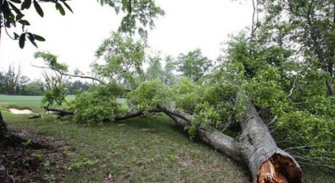 Страшна буря се изви в Асеновград - изкорени дървета и наводни улиците (видео)