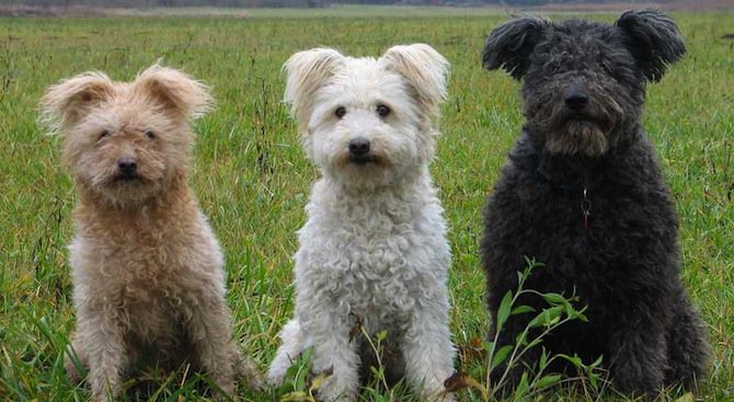 Признаха официално Пуми за 190-ата порода кучета