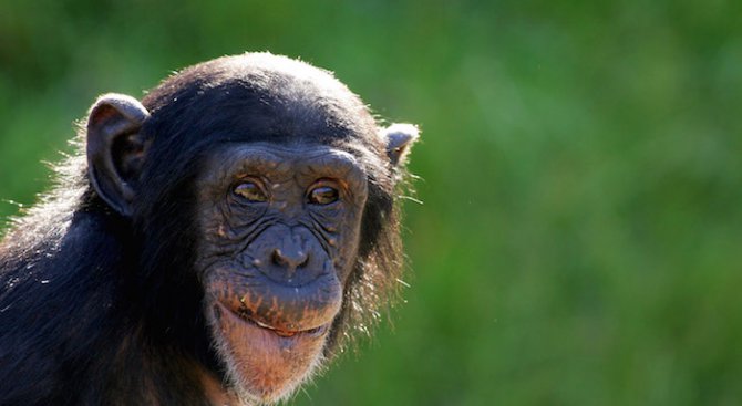 Шимпанзета си майсторят инструменти, за да пият алкохол
