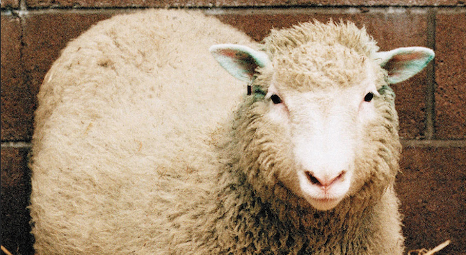 20 години от клонирането на овцата Доли