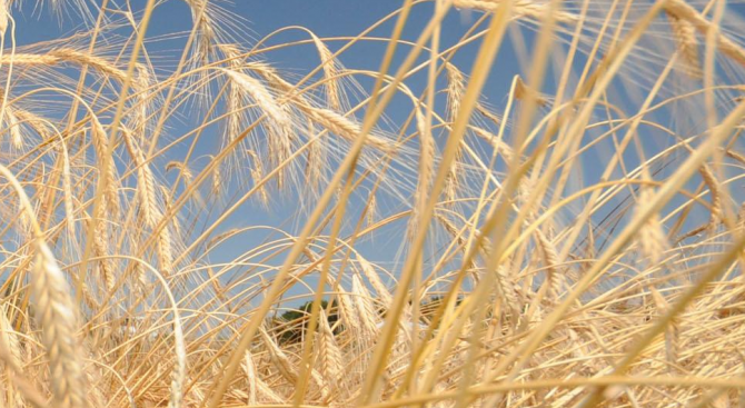 Ниските цени могат да доведат до дефицит на хлебна пшеница