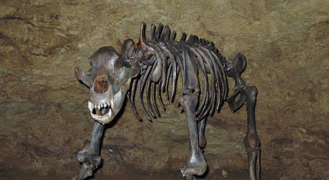 Откриха останки от пещерна мечка в Странджа