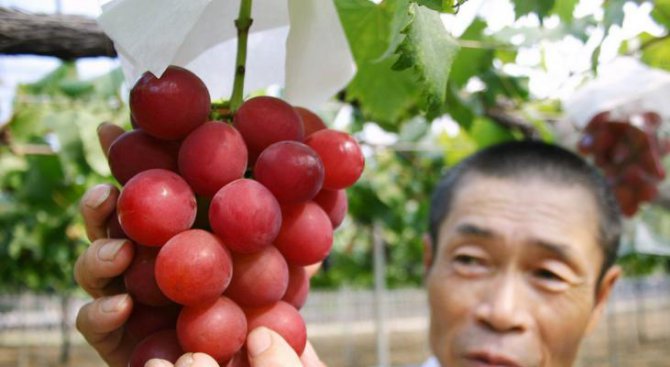 Защо 30 зърна грозде в Япония струват милиони йени?