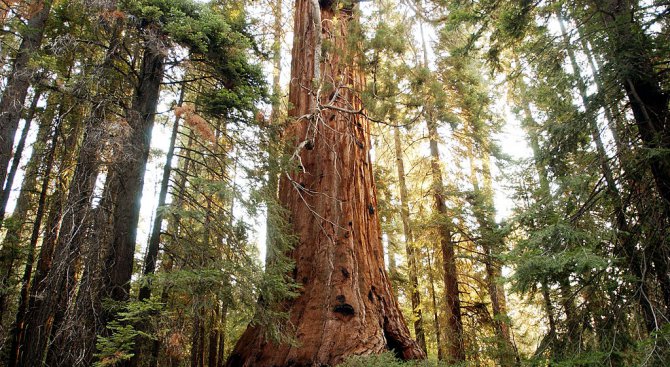 Държавните горски предприятия обявяват процедура за изкупуване на гори