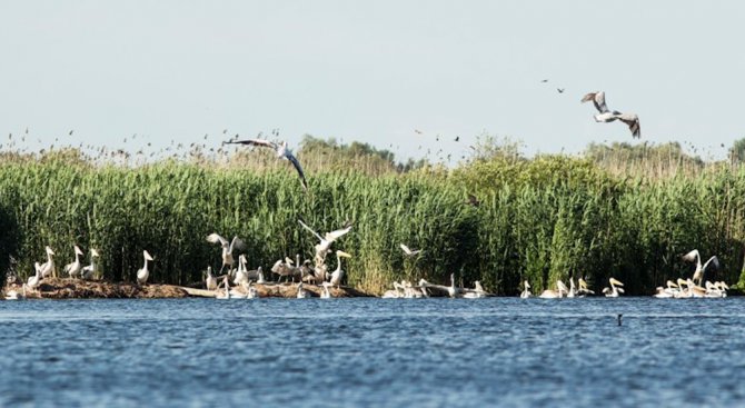 Къдроглавите пеликани отлетяха от колонията си в резервата &quot;Сребърна&quot;