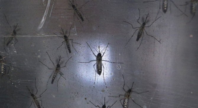 Ямбол въведе нов метод за борба с комарите