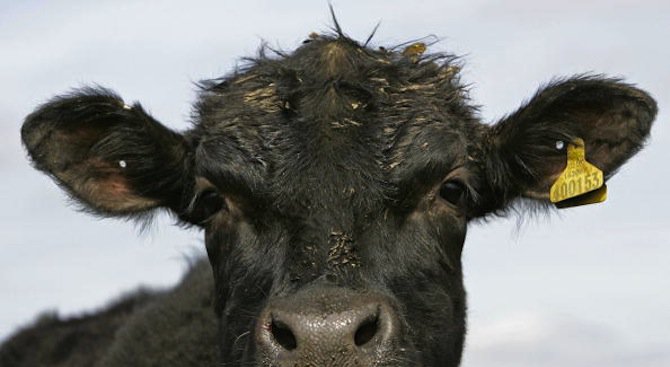 Петли и крави тормозят новите селяни в България