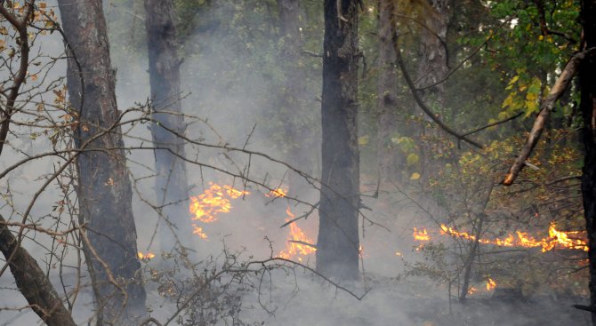 Пожар пламна в гора край Враца