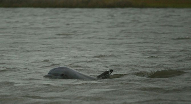 Екозащитници предлагат мерки за опазване на делфините