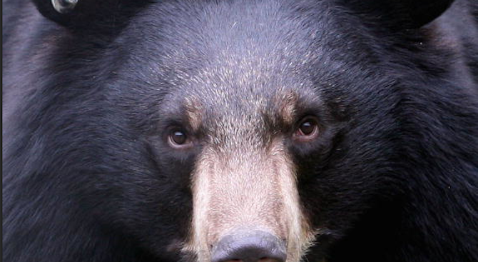 Открита е убита мечка в Девинско