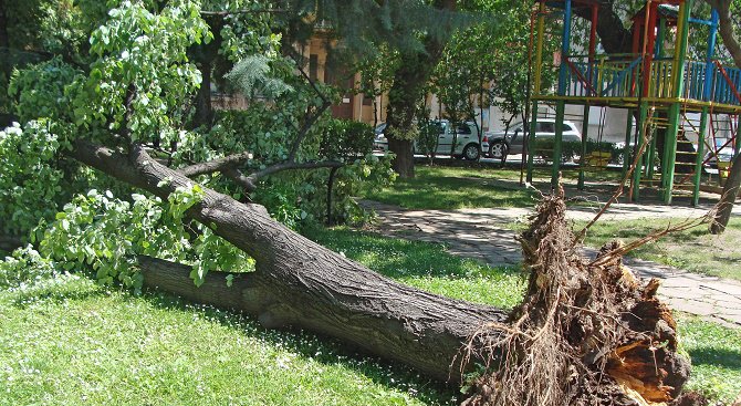 Бурята събори дървета в Монтанско