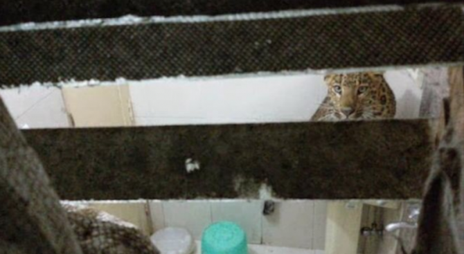Леопард се вмъкна в хотелска стая в Индия