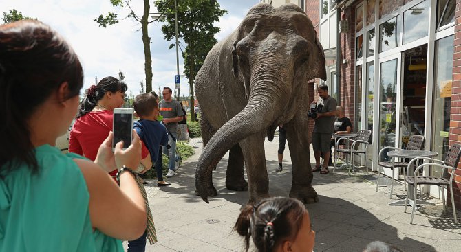 Слонове раздават листовки в Тайланд (видео)