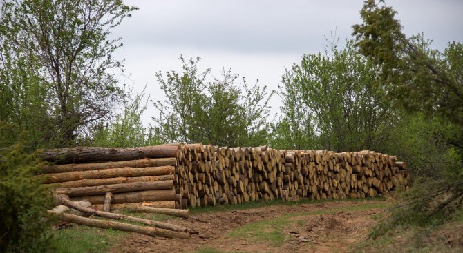 Задържаха 50 кубика незаконни дърва в Ловеч