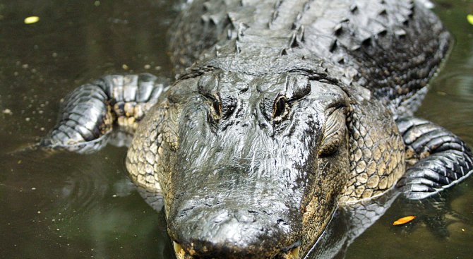 Алигатор откъсна ръката на жена в американски природен парк