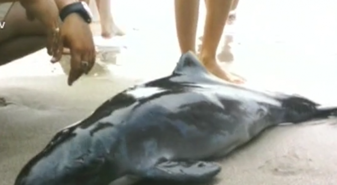 Туристи опитаха да спасят сами делфинче, но не успяха (снимка+видео)