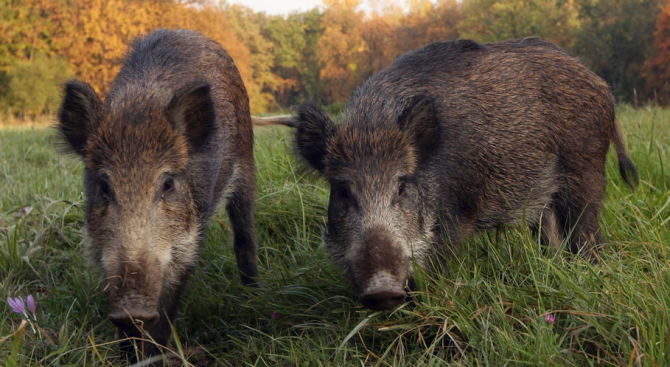 Земеделци от Шуменско искат разрешение за целогодишен отстрел на диви прасета