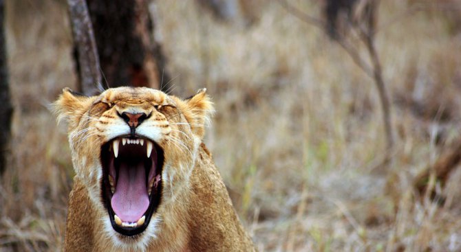 13 интересни неща за лъвовете, които не знаете