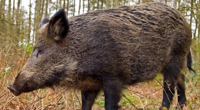 Ръст на популацията на дива свиня