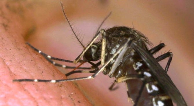 65 случая на малария са регистрирани в Гърция
