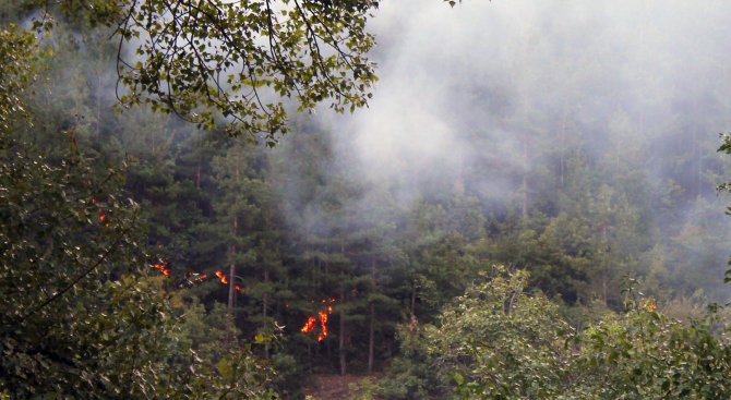 35 декара борова гора изгоряха при пожар в Кресненското дефиле (снимки)