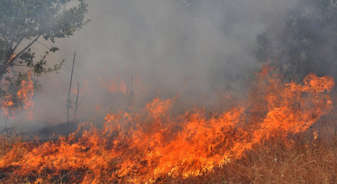 Пожар изпепели 50 декара горски масив край Балчик