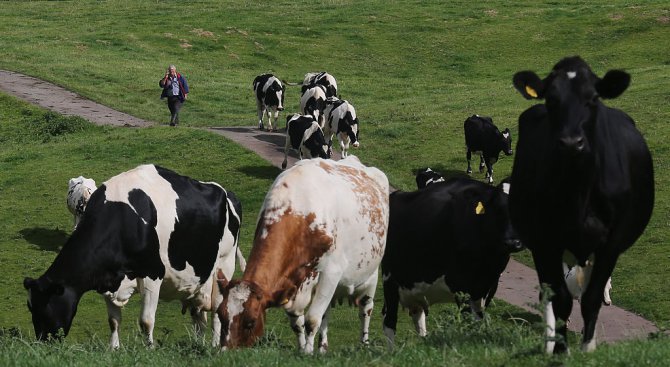 Стадо крави унищожи царевична нива
