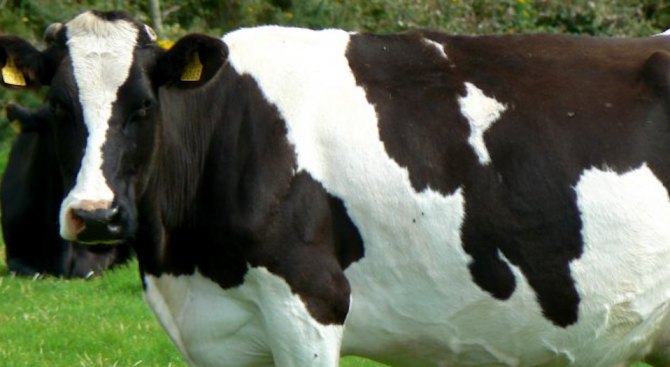 Крави предизвикаха тежка катастрофа на пътя Русе-Разград